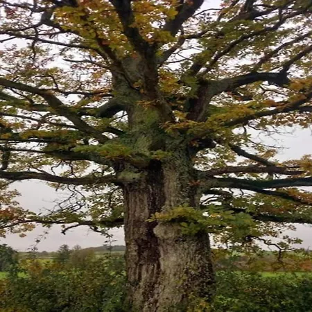 Peaceful Garden Hideaway Casa vacanze Cerfontaine
